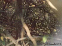 Pitta`s [Pittidae]